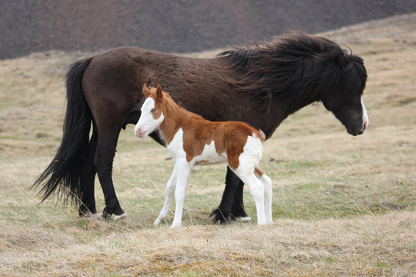 Islandfohlen