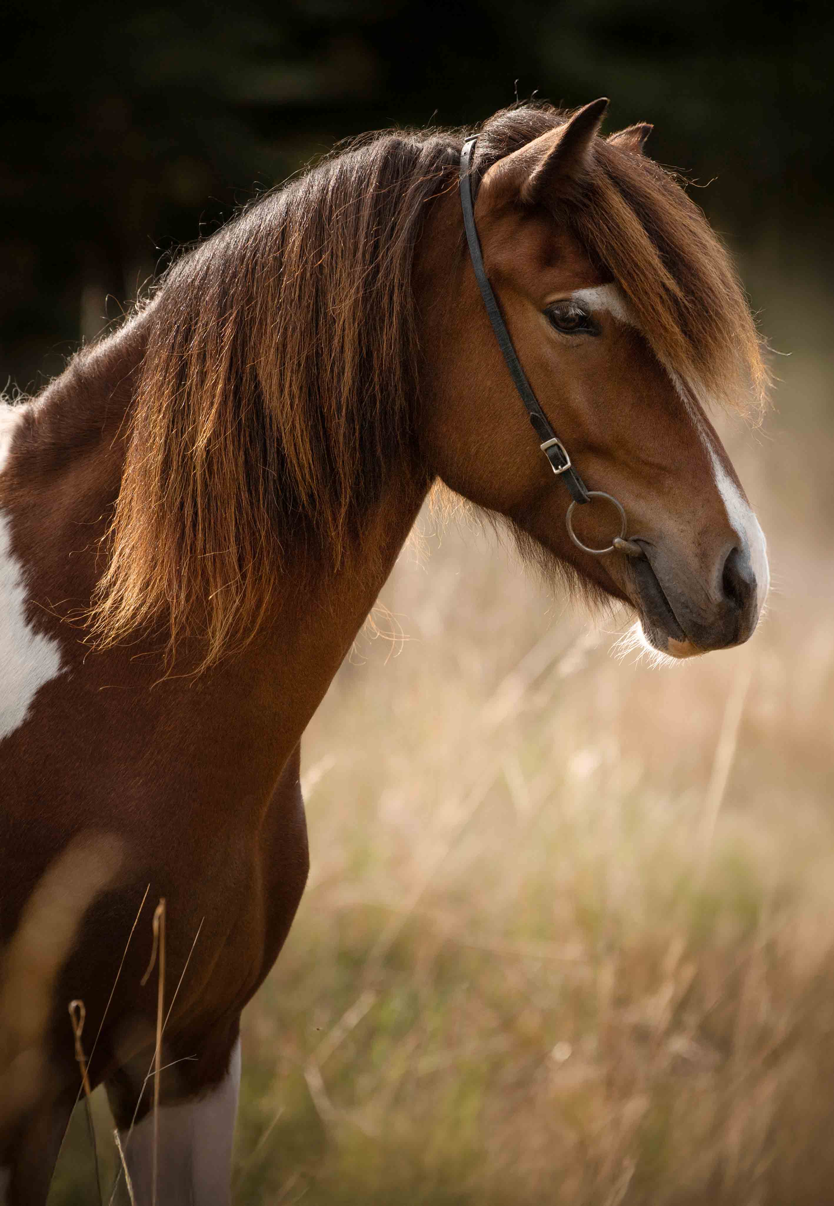 Poka von der Wied Portrait