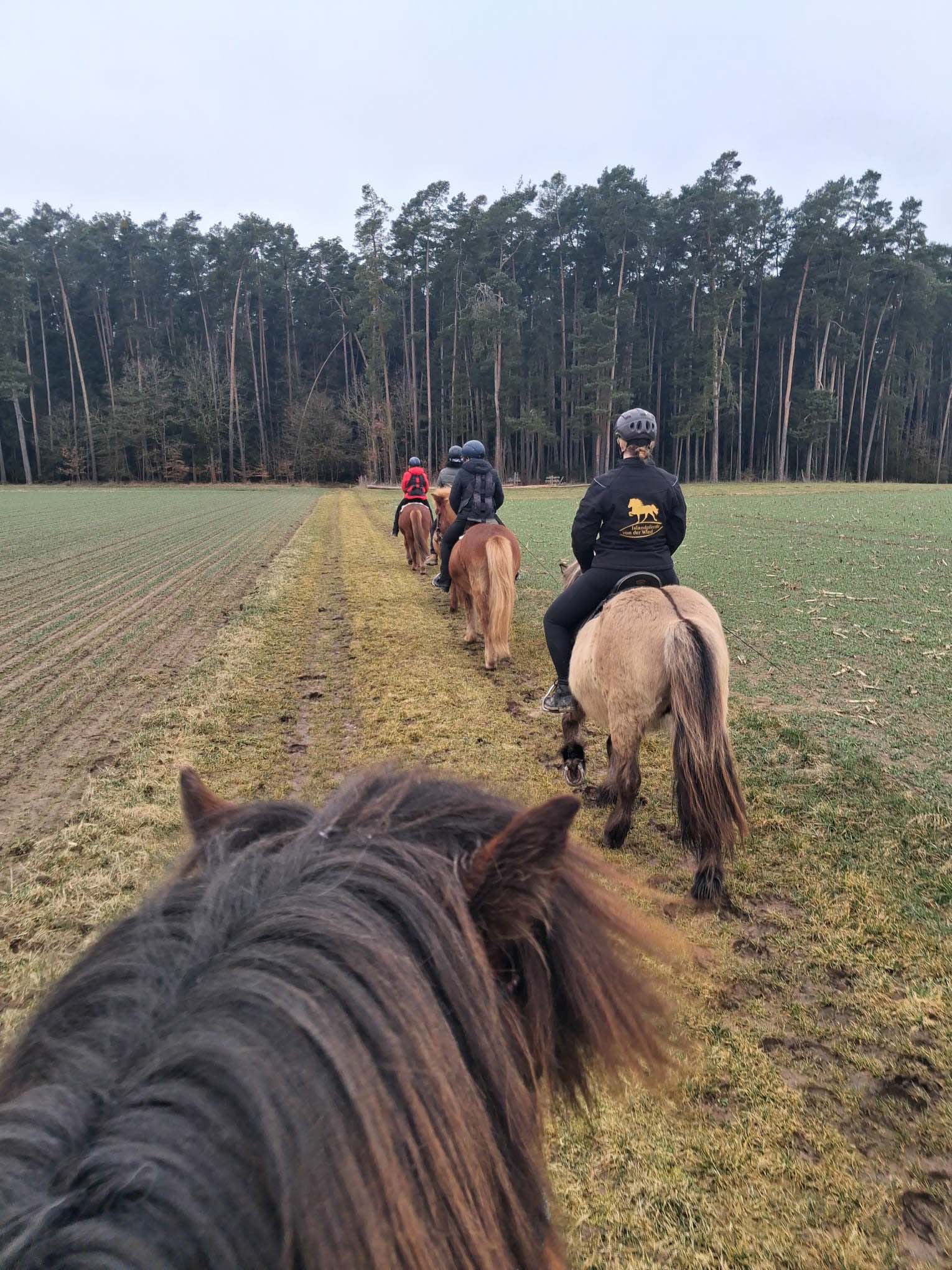 Pferdeführerschein Kurs