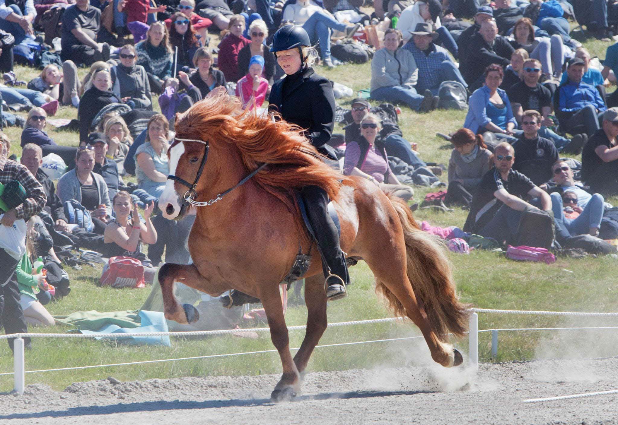 Hengst Eldur frá Torfunesi