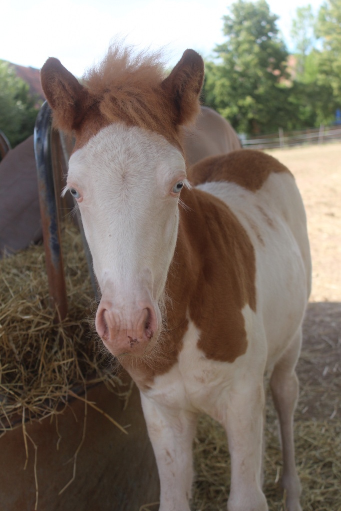 Hagalína von der Wied