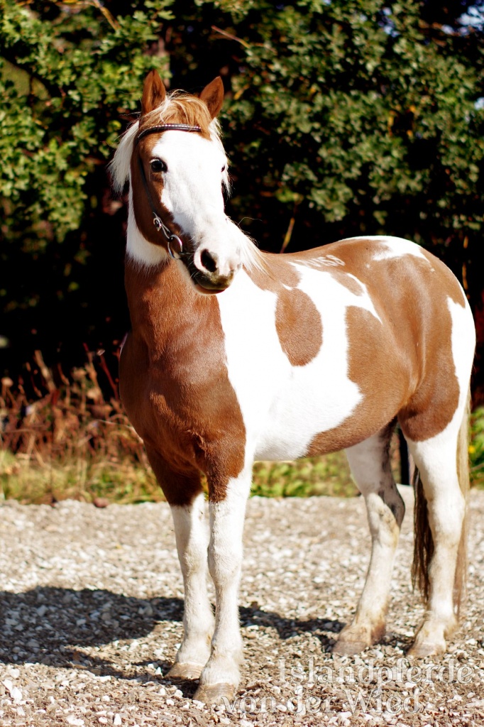 Hatid frá Hrísum 2 Portrait