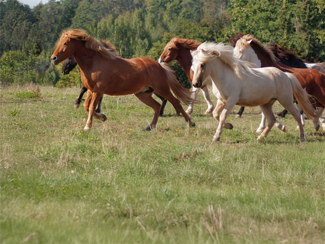 Islandpferde von der Wied