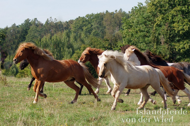Islandpferde von der Wied – Zucht