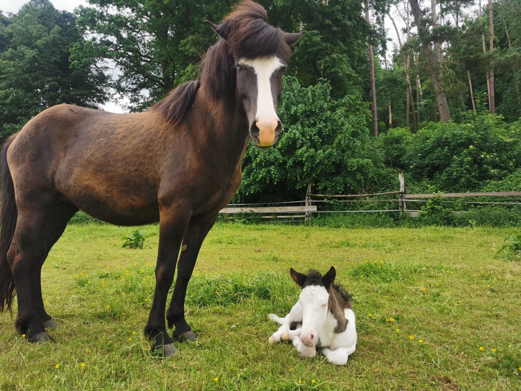 Hermina von der Wied