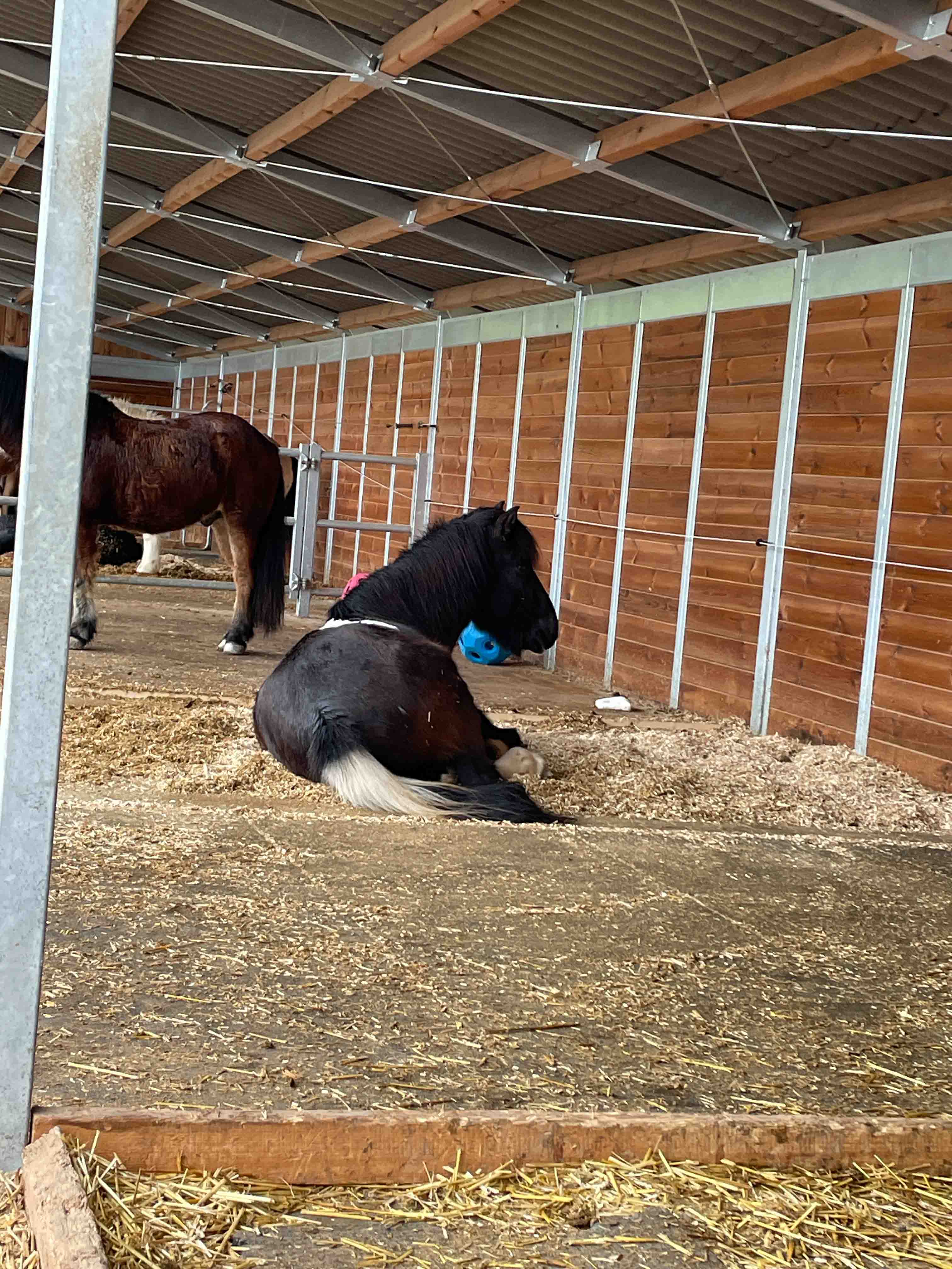 Liegeflächen Pferde