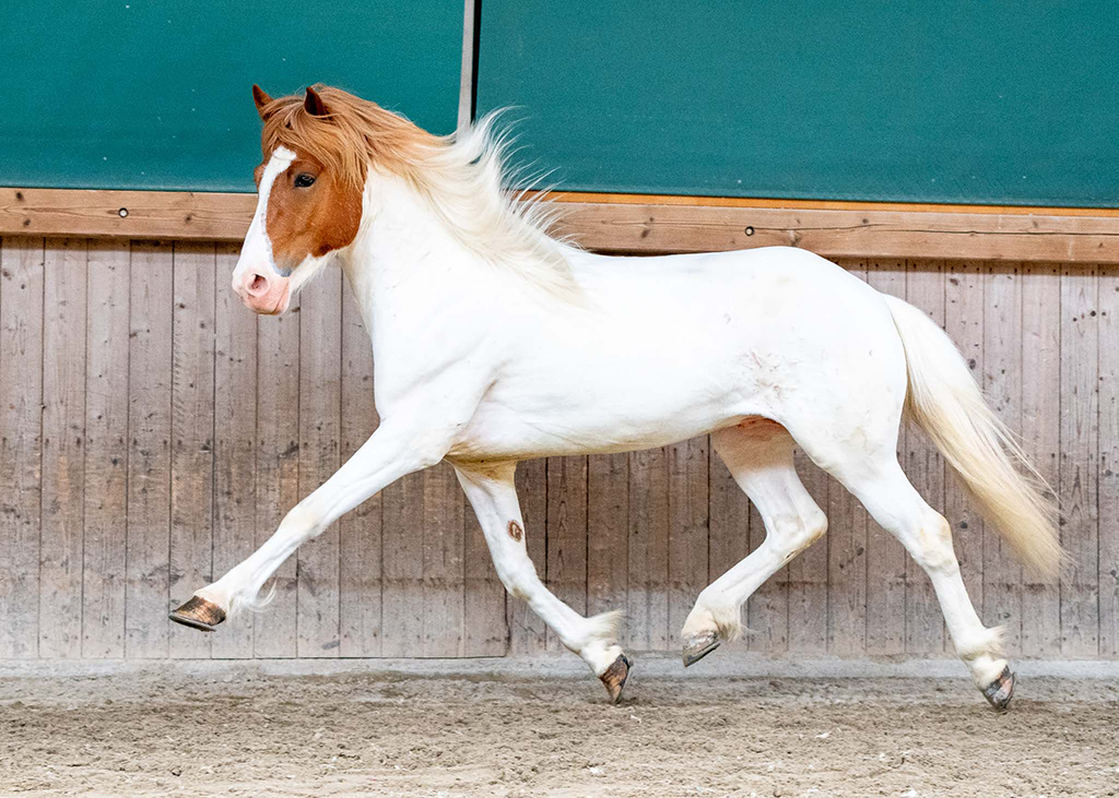 Prins Elvar von der Wied