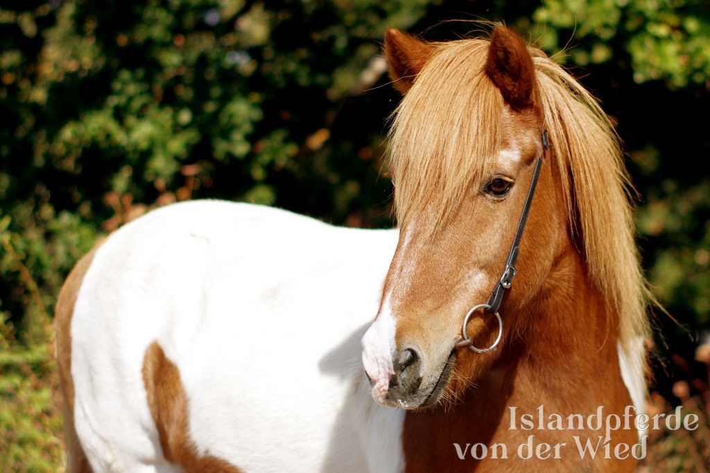 Tobbi von Grenzland Portrait