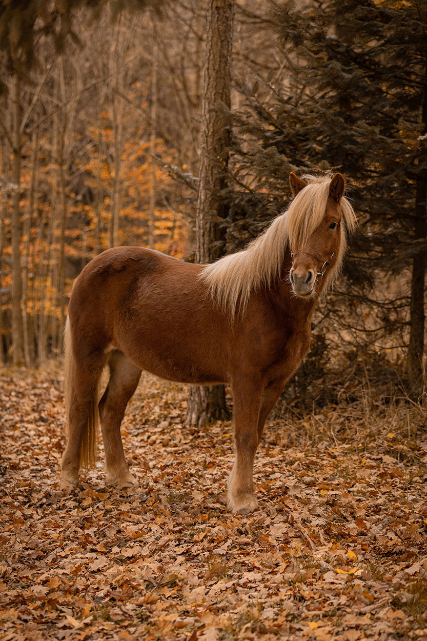 Vanilla von der Wied