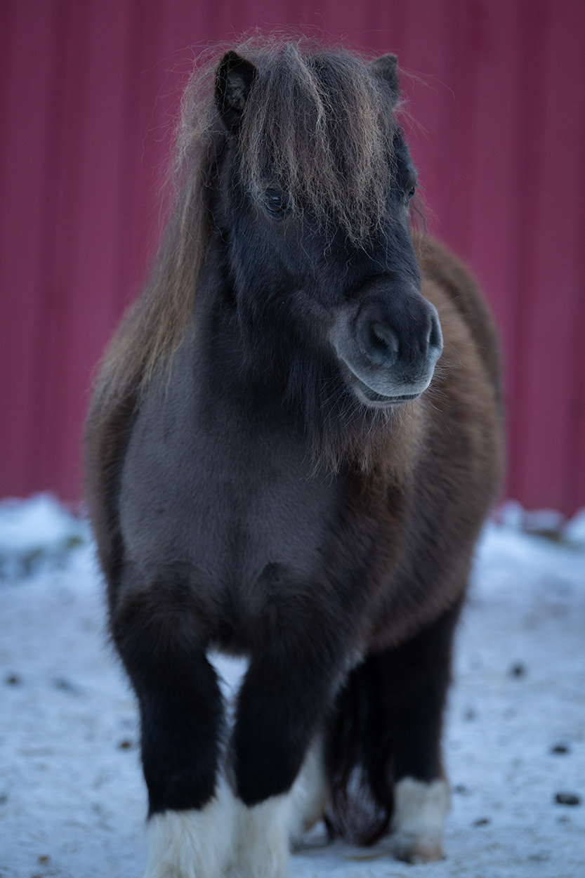 Zarah Minishetty Portrait
