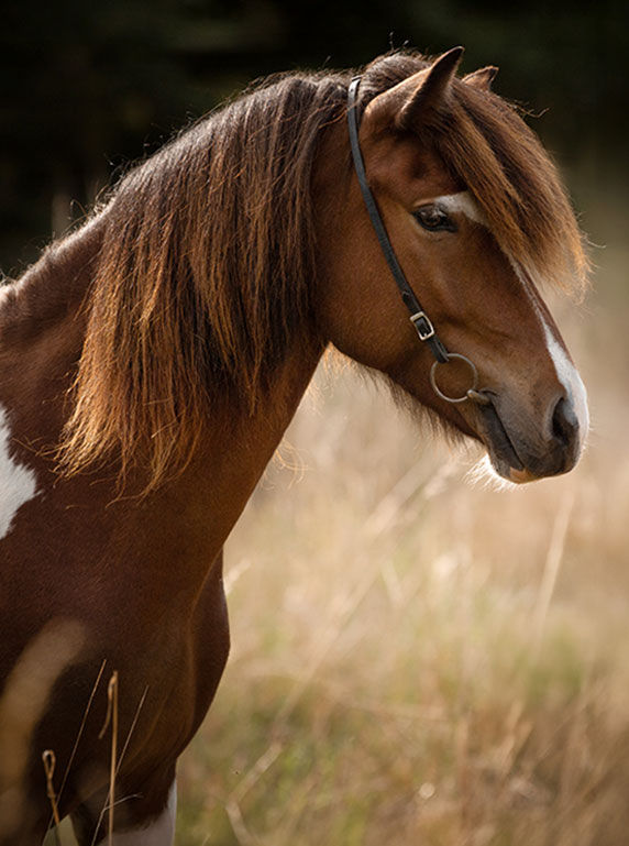 Islandpferdezucht Islandpferde von der Wied